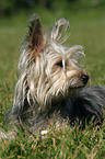 liegender Yorkshire-Terrier-Mischling