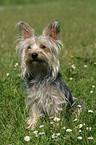 sitzender Yorkshire-Terrier-Mischling