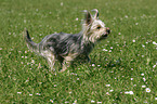 rennender Yorkshire-Terrier-Mischling