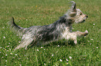 rennender Yorkshire-Terrier-Mischling