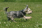 rennender Yorkshire-Terrier-Mischling