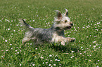 rennender Yorkshire-Terrier-Mischling