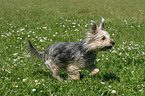 rennender Yorkshire-Terrier-Mischling