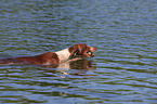 Galgo-Espanol-Pointer-Mischling