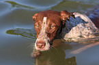 Galgo-Espanol-Pointer-Mischling