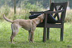 Hund knabbert an Sitzkissen