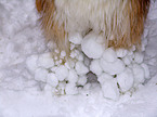 Mischlingshund im Schnee