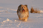 Mischlingshund im Schnee