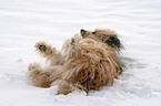 Mischlingshund im Schnee