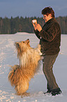 Mischlingshund im Schnee