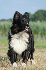 Collie-Mischling