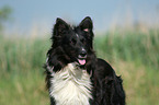 Collie-Mischling