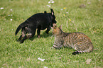 Hund und Katze