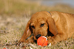 Beagle-Griffon-Mix