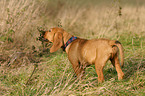 schnuppernder Beagle-Griffon-Mix