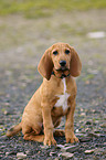 sitzender Beagle-Griffon-Mix