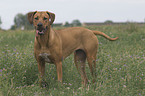 Rhodesian-Ridgeback-Broholmer Mischling