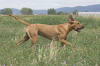 Rhodesian-Ridgeback-Broholmer Mischling