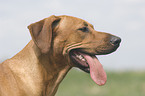 Rhodesian-Ridgeback-Broholmer Mischling