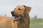 Rhodesian-Ridgeback-Broholmer Mischling