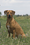 Rhodesian-Ridgeback-Broholmer Mischling