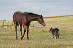 Pferd un Hund