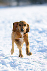 Beagle-Griffon-Mischling