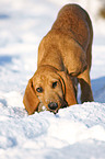 Beagle-Griffon-Mischling