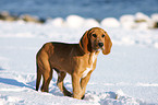 Beagle-Griffon-Mischling