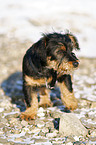 Havaneser-Deutscher-Jagdterrier-Mischling