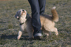 Dogdance mit Tibet-Terrier-Sheltie-Mischling