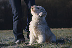 sitzender Tibet-Terrier-Sheltie-Mischling