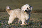 stehender Tibet-Terrier-Sheltie-Mischling