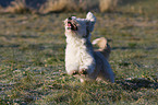 rennender Tibet-Terrier-Sheltie-Mischling