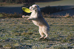 spielender Tibet-Terrier-Sheltie-Mischling