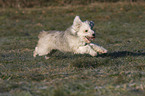 rennender Tibet-Terrier-Sheltie-Mischling