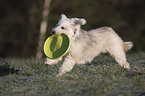 spielender Tibet-Terrier-Sheltie-Mischling