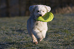 spielender Tibet-Terrier-Sheltie-Mischling