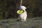 spielender Tibet-Terrier-Sheltie-Mischling