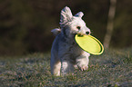 spielender Tibet-Terrier-Sheltie-Mischling