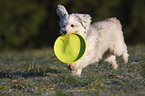 spielender Tibet-Terrier-Sheltie-Mischling