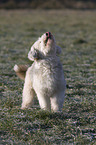 stehender Tibet-Terrier-Sheltie-Mischling