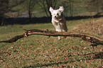 springender Tibet-Terrier-Sheltie-Mischling