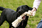 Labrador-Retriever-Mischling