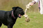 Labrador-Retriever-Mischling