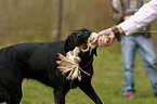 Labrador-Retriever-Mischling