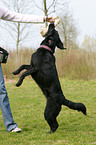 Labrador-Retriever-Mischling