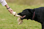 Labrador-Retriever-Mischling