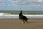 Schnauzer-Mischling am Meer