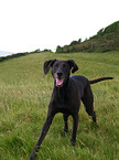 Weimaraner-Windhund-Mischling